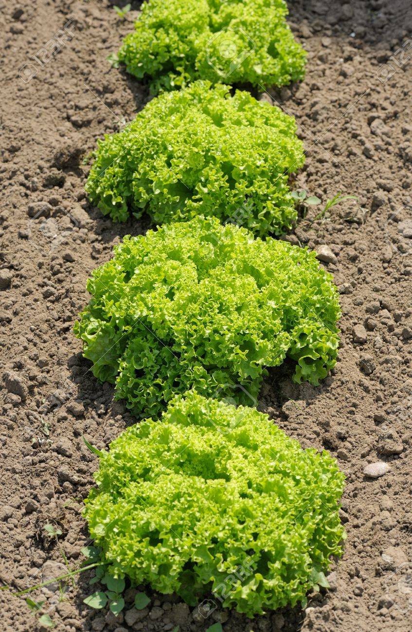 Apolo Verde