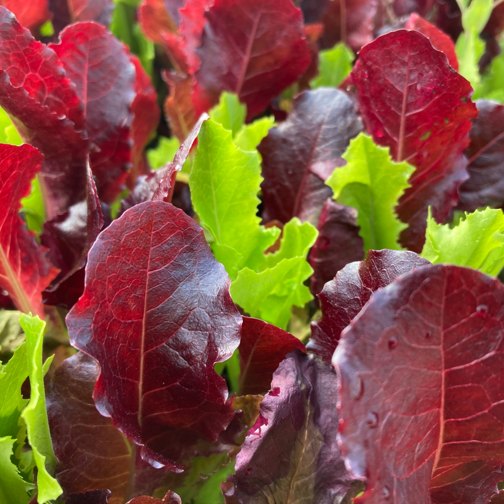 Babyleaf Roja