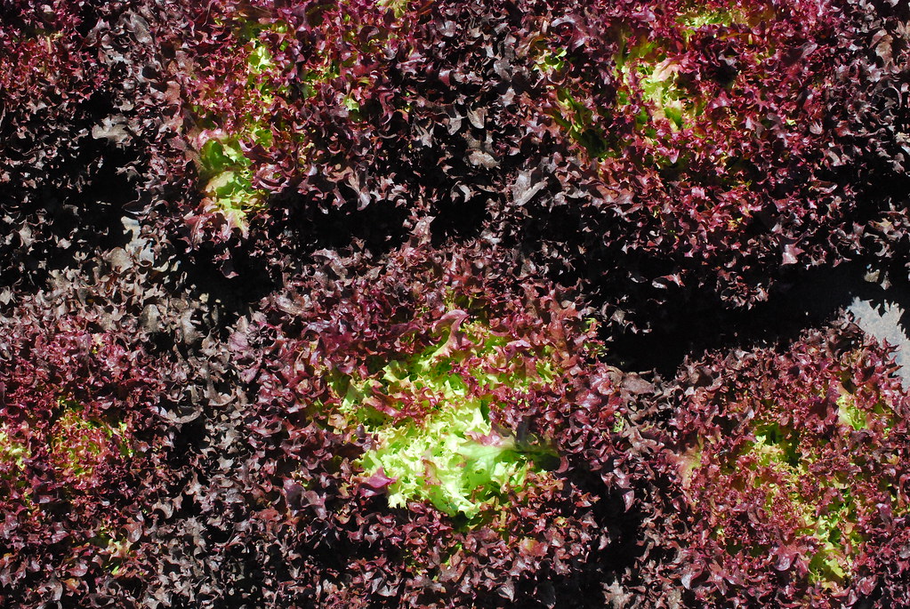 Salanovas Roja y Verde